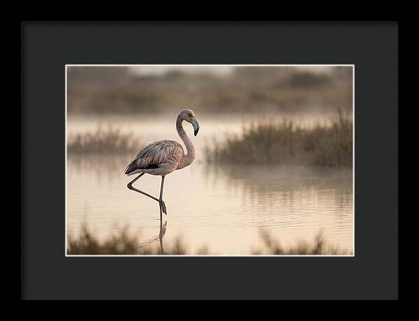 Flamingo Standing Gracefully