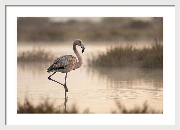 Flamingo Standing Gracefully