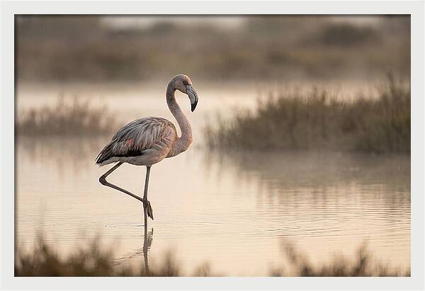 Flamingo Standing Gracefully