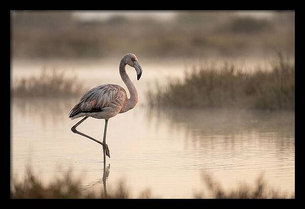 Flamingo Standing Gracefully