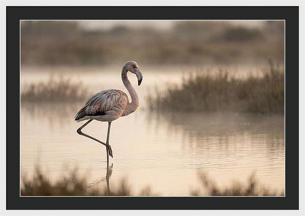 Flamingo Standing Gracefully