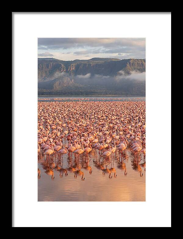Flamingos At Lake Nakuru