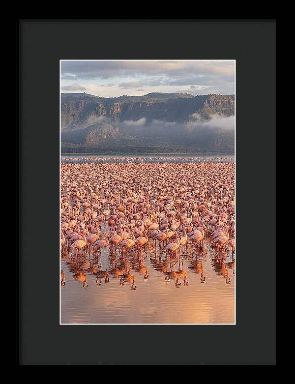 Flamingos At Lake Nakuru