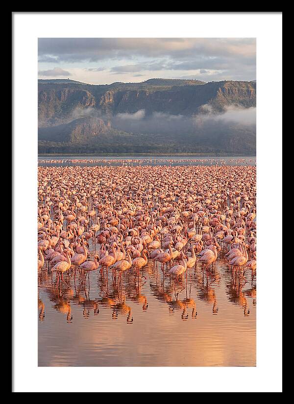 Flamingos At Lake Nakuru