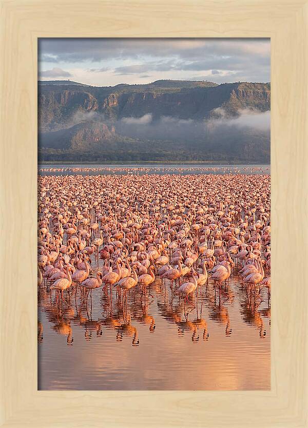 Flamingos At Lake Nakuru