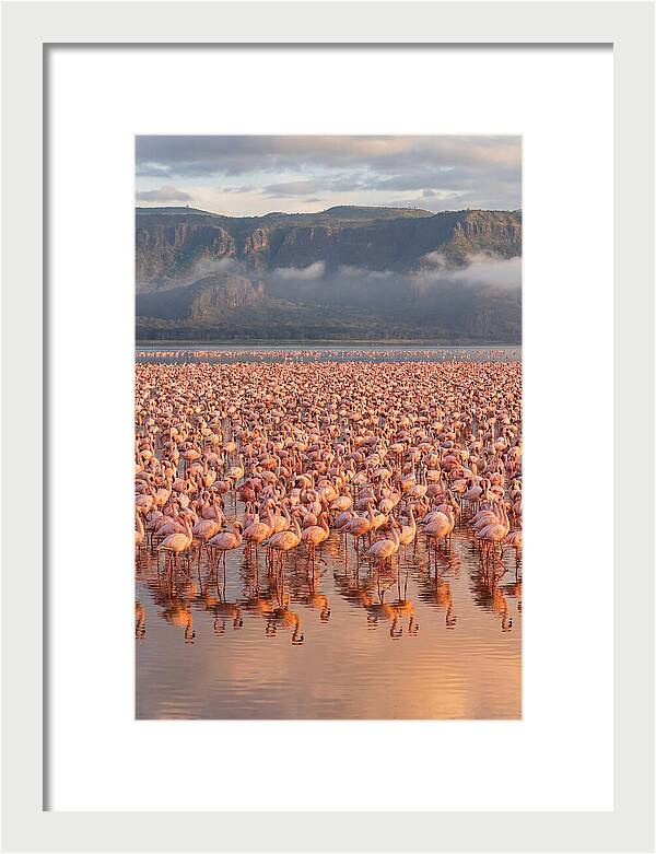 Flamingos At Lake Nakuru