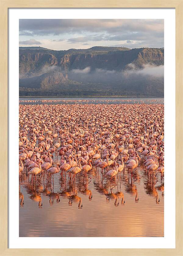 Flamingos At Lake Nakuru
