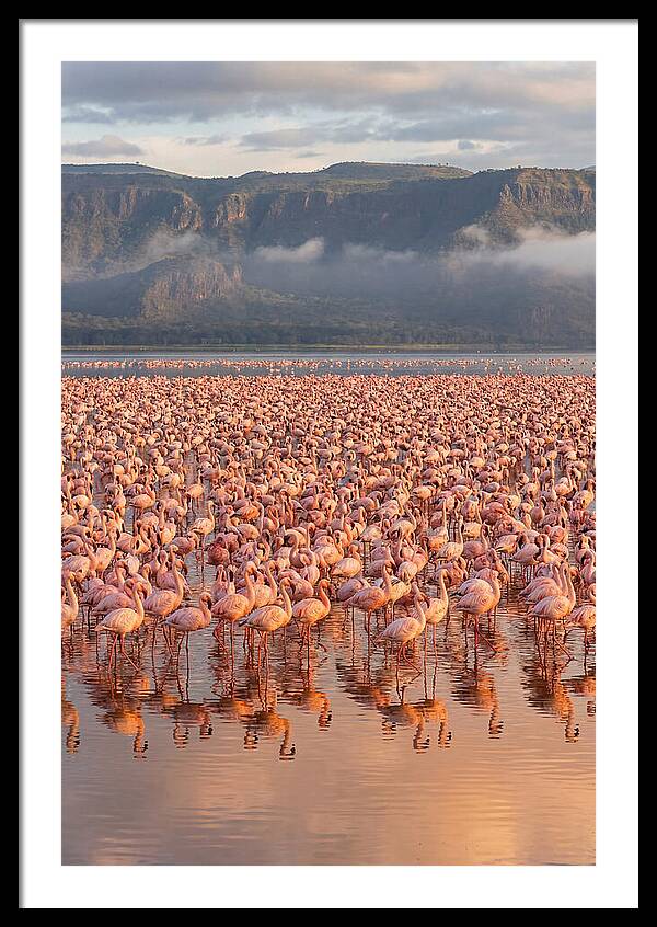 Flamingos At Lake Nakuru
