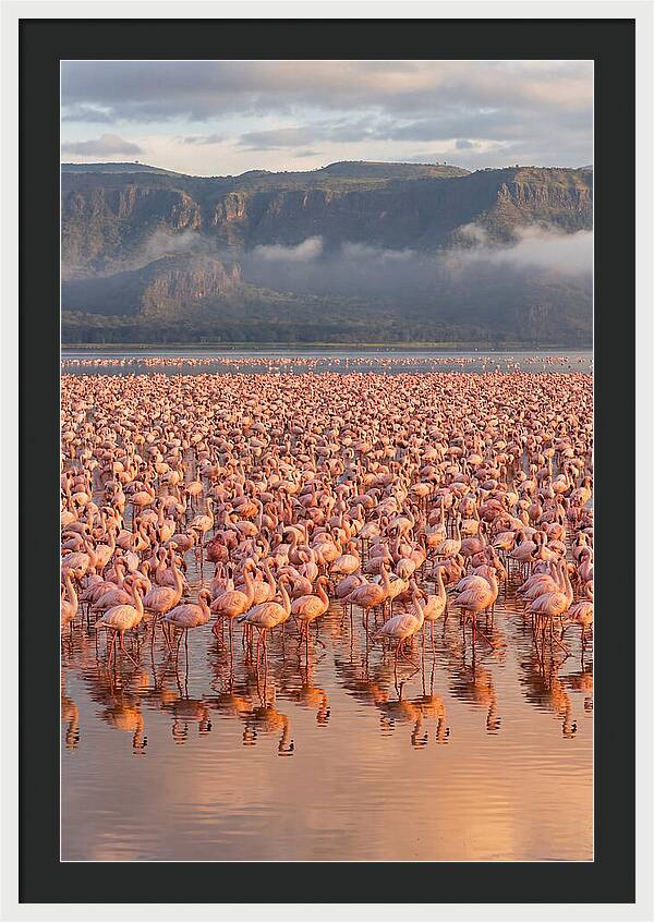 Flamingos At Lake Nakuru