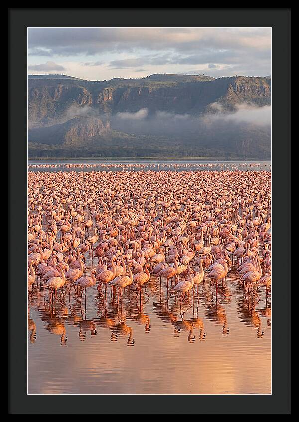 Flamingos At Lake Nakuru