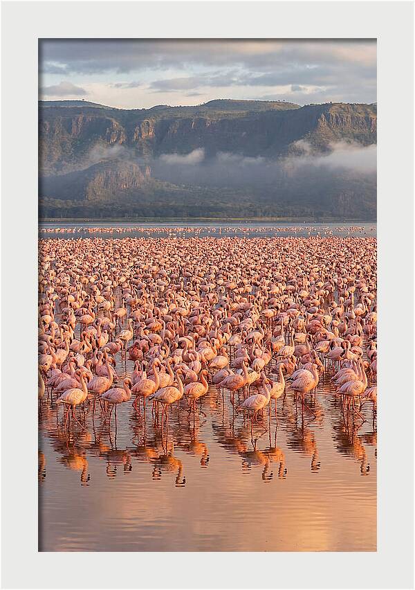 Flamingos At Lake Nakuru
