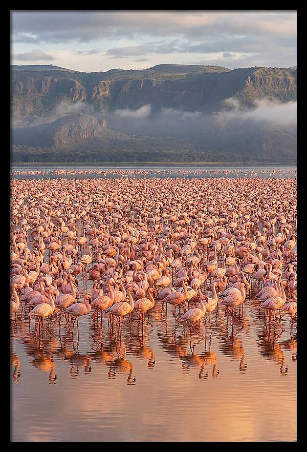 Flamingos At Lake Nakuru