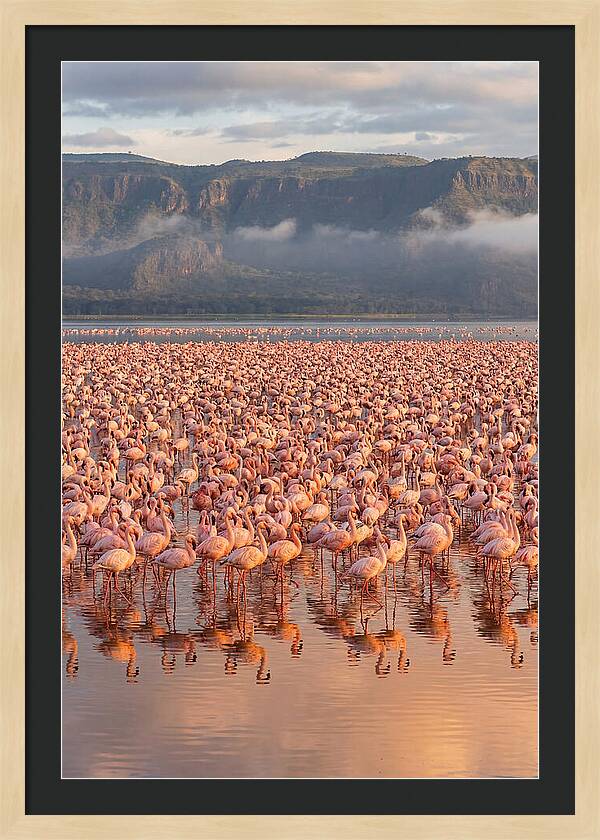 Flamingos At Lake Nakuru