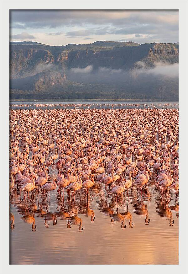 Flamingos At Lake Nakuru