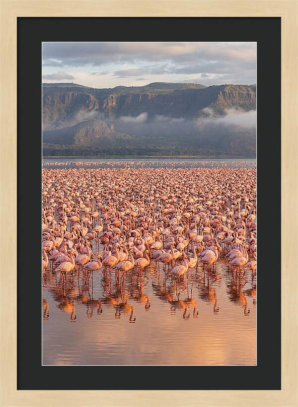 Flamingos At Lake Nakuru