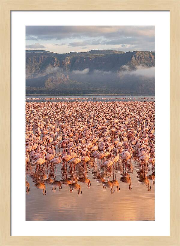 Flamingos At Lake Nakuru