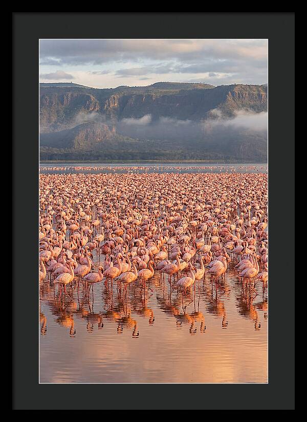 Flamingos At Lake Nakuru