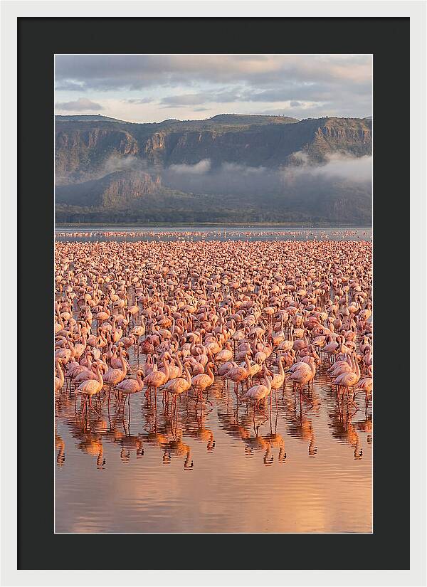 Flamingos At Lake Nakuru