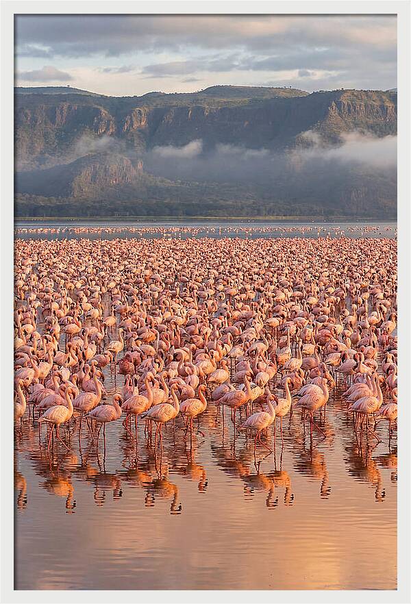 Flamingos At Lake Nakuru