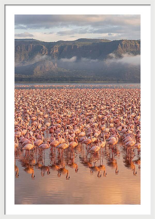 Flamingos At Lake Nakuru
