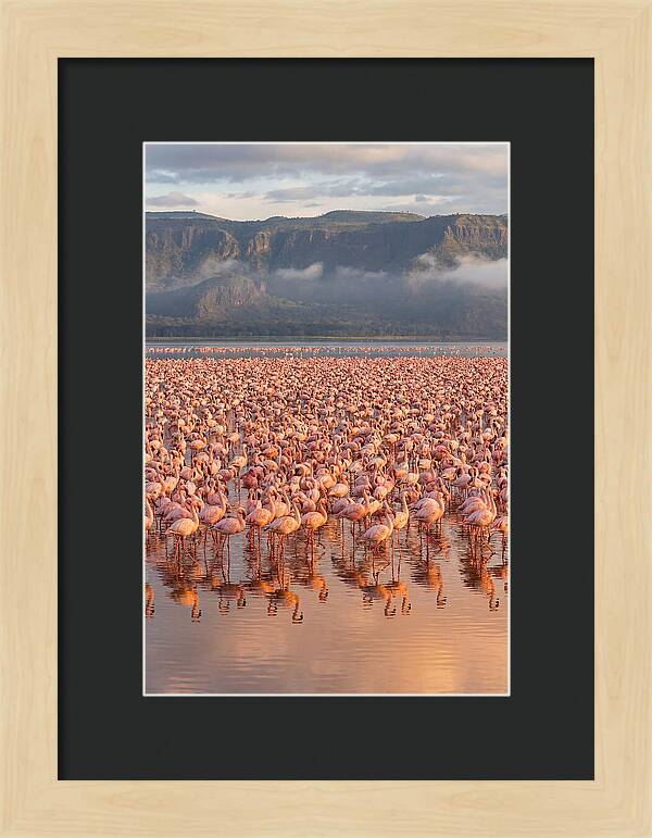 Flamingos At Lake Nakuru
