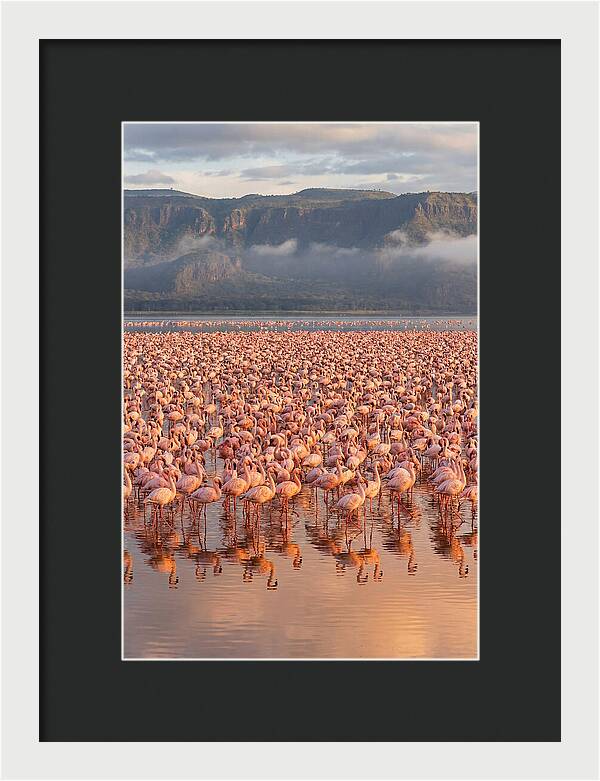 Flamingos At Lake Nakuru