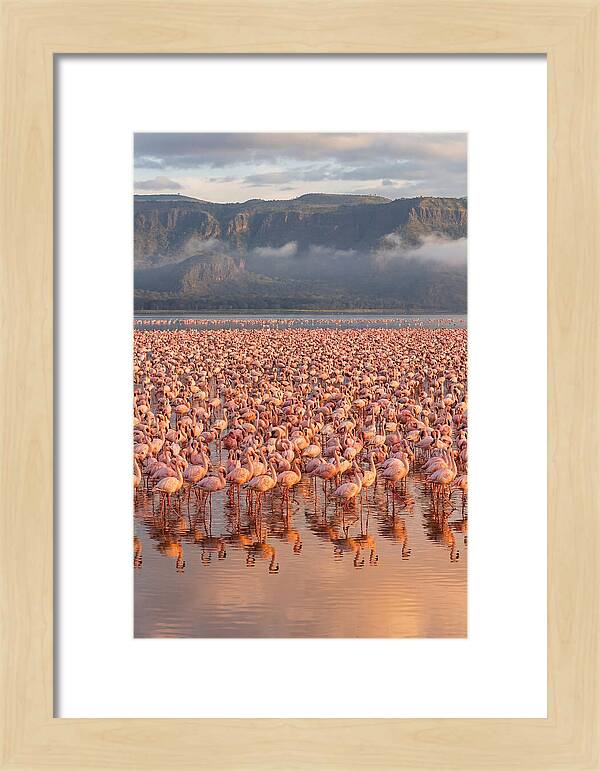 Flamingos At Lake Nakuru