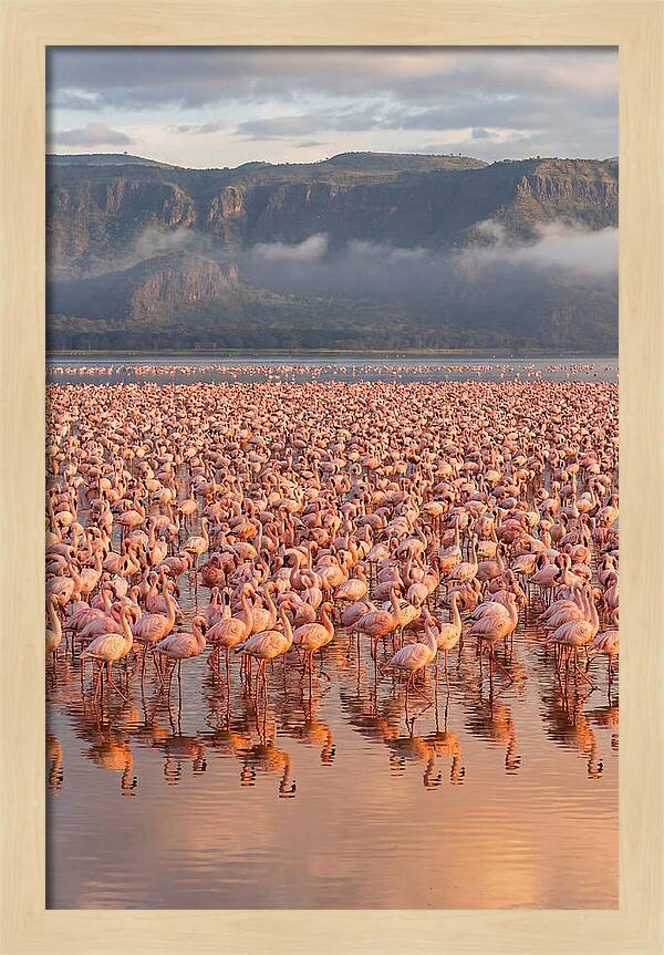 Flamingos At Lake Nakuru