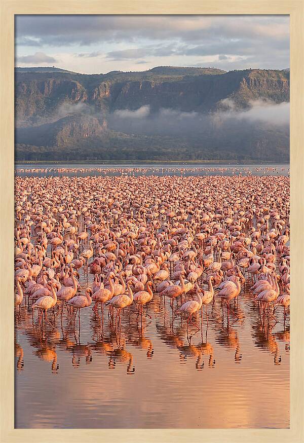 Flamingos At Lake Nakuru