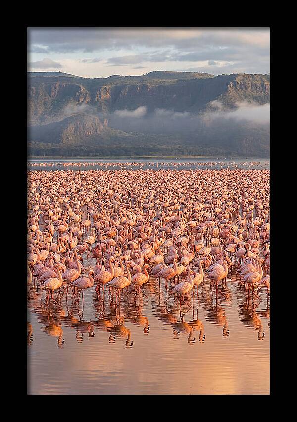 Flamingos At Lake Nakuru