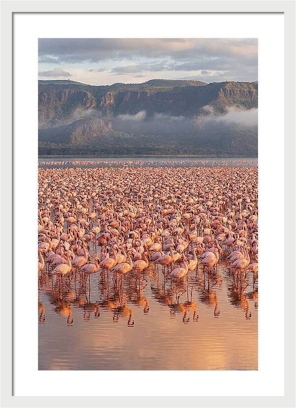Flamingos At Lake Nakuru