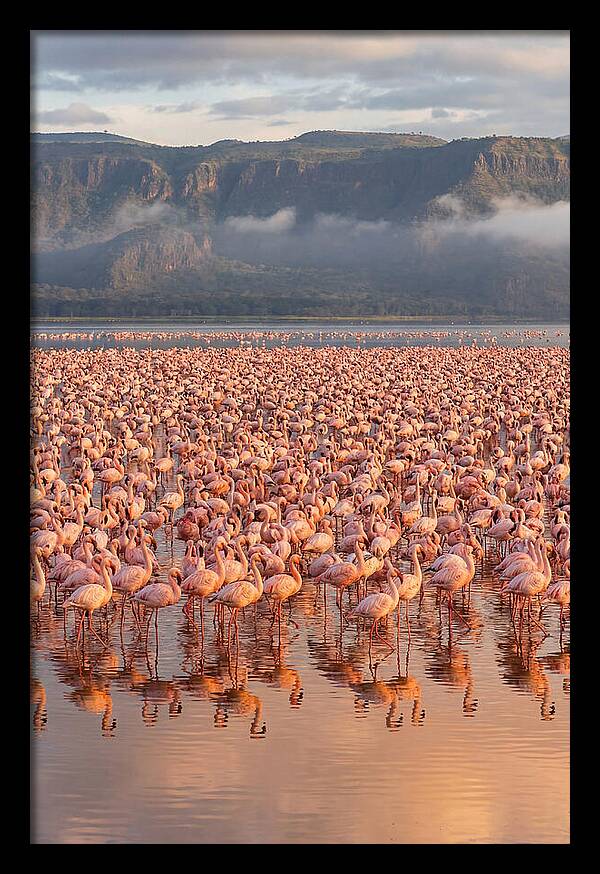 Flamingos At Lake Nakuru