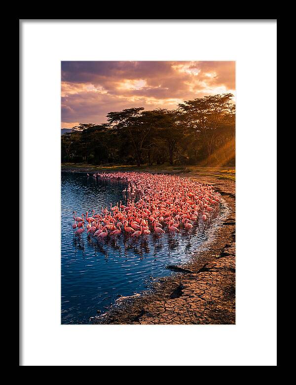 Flamingos At Lake Nakuru