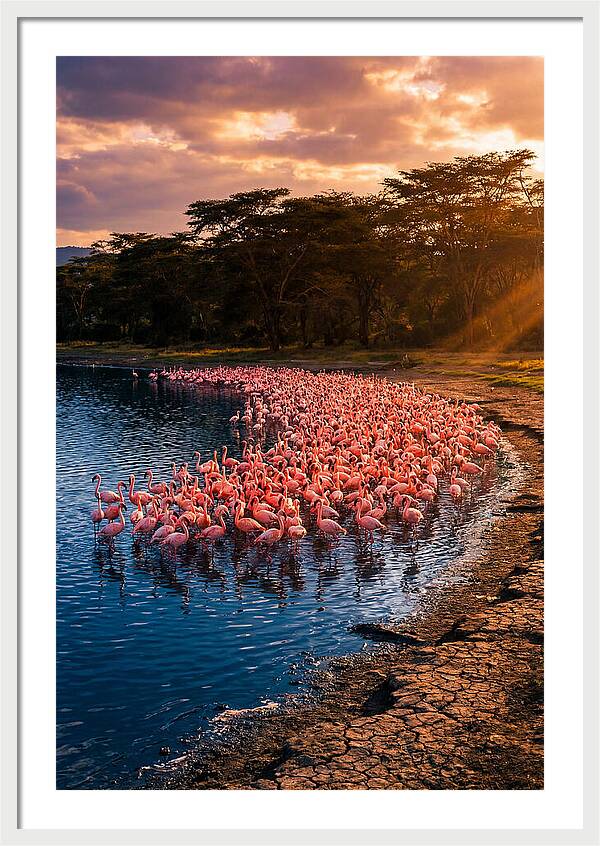 Flamingos At Lake Nakuru