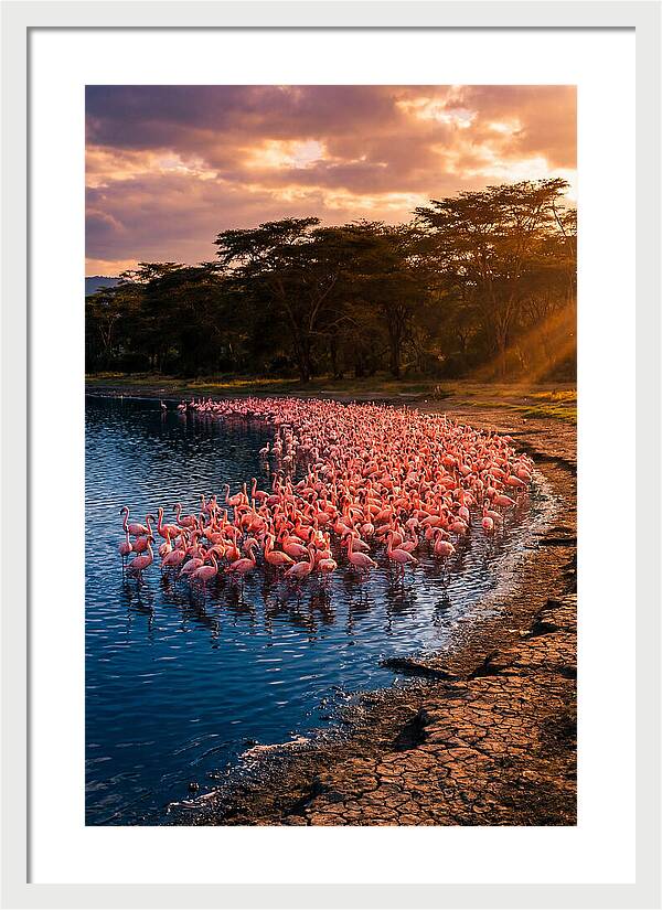 Flamingos At Lake Nakuru