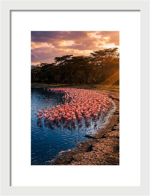 Flamingos At Lake Nakuru