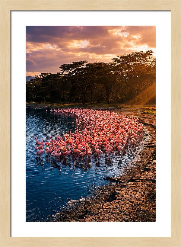 Flamingos At Lake Nakuru