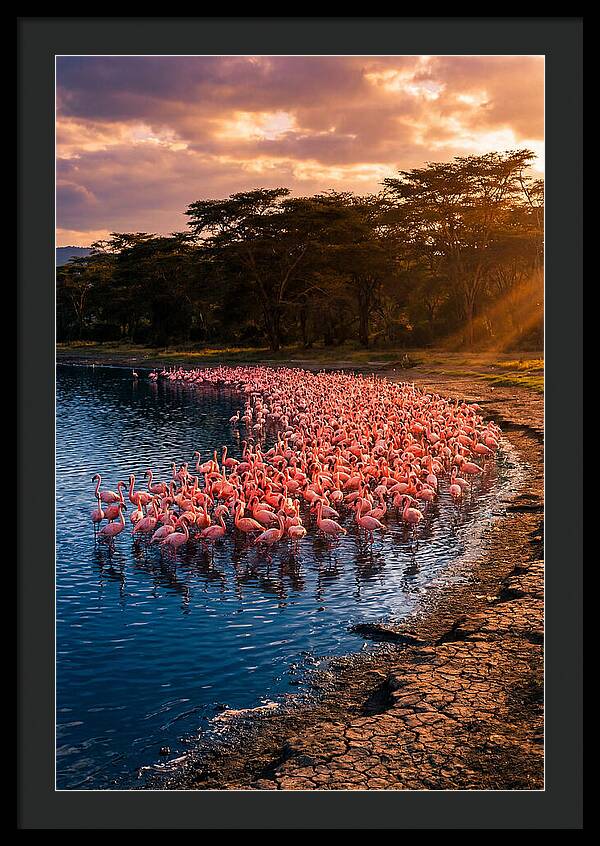 Flamingos At Lake Nakuru