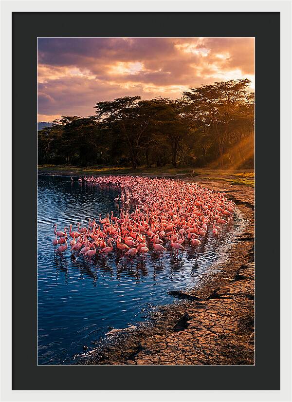 Flamingos At Lake Nakuru