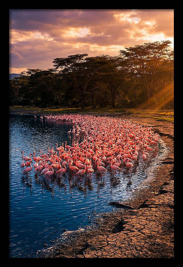 Flamingos At Lake Nakuru