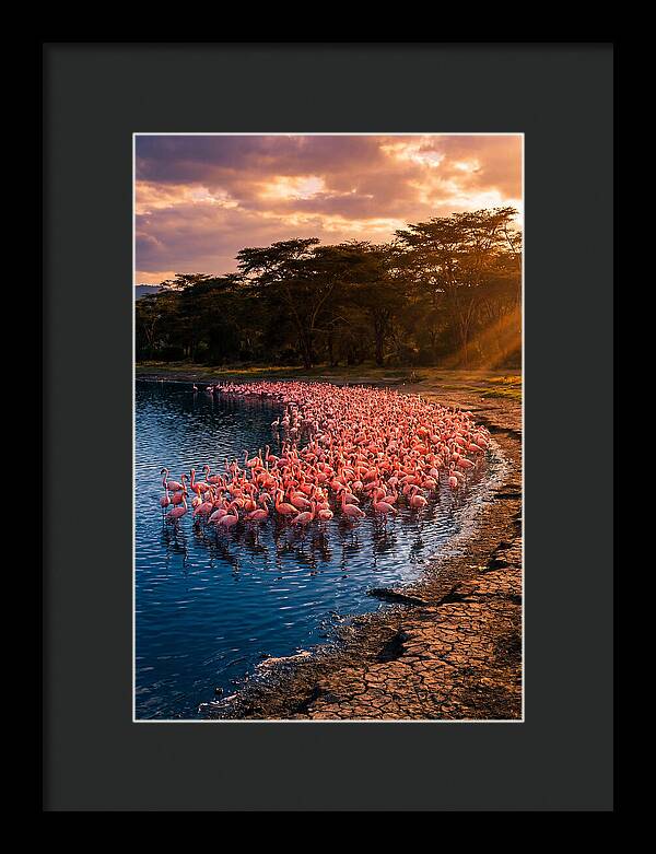 Flamingos At Lake Nakuru