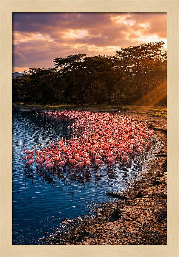 Flamingos At Lake Nakuru