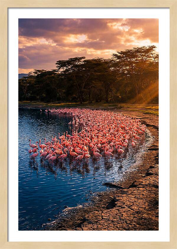 Flamingos At Lake Nakuru