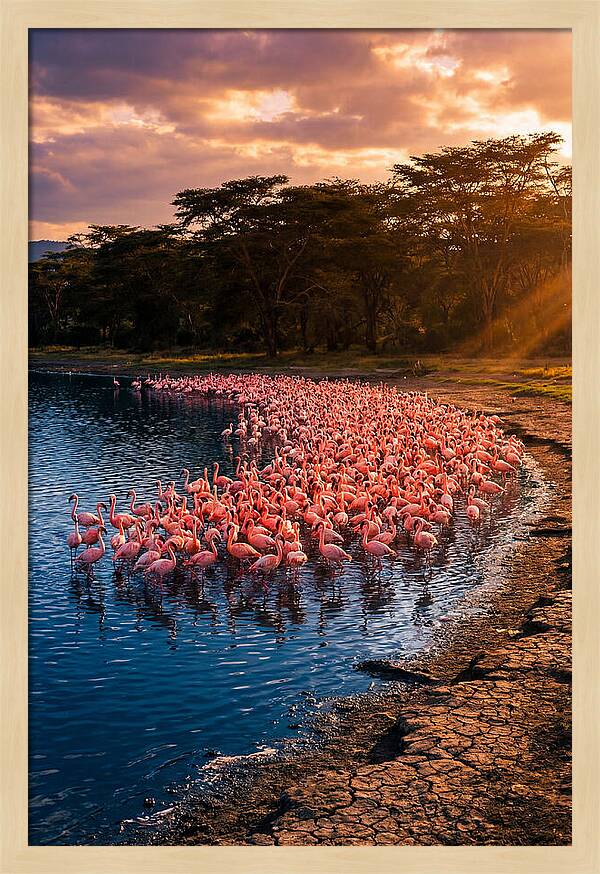 Flamingos At Lake Nakuru