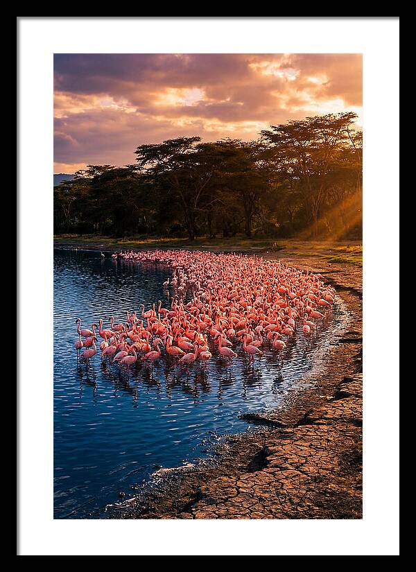 Flamingos At Lake Nakuru