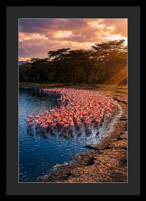 Flamingos At Lake Nakuru