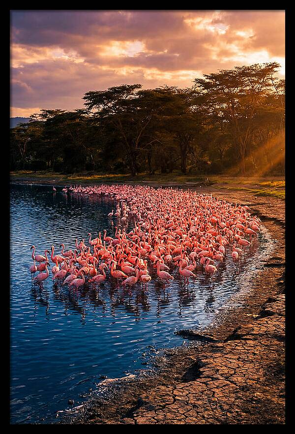 Flamingos At Lake Nakuru