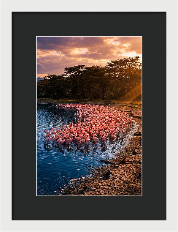 Flamingos At Lake Nakuru