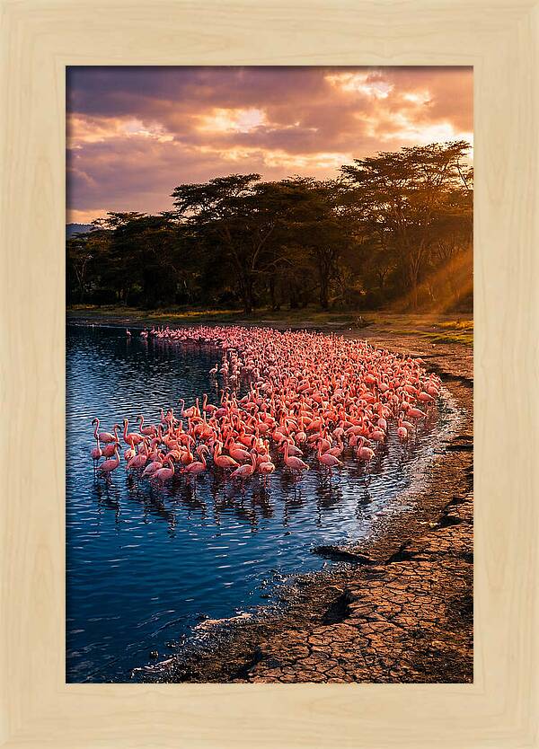 Flamingos At Lake Nakuru