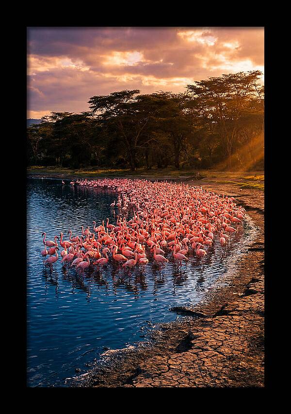 Flamingos At Lake Nakuru